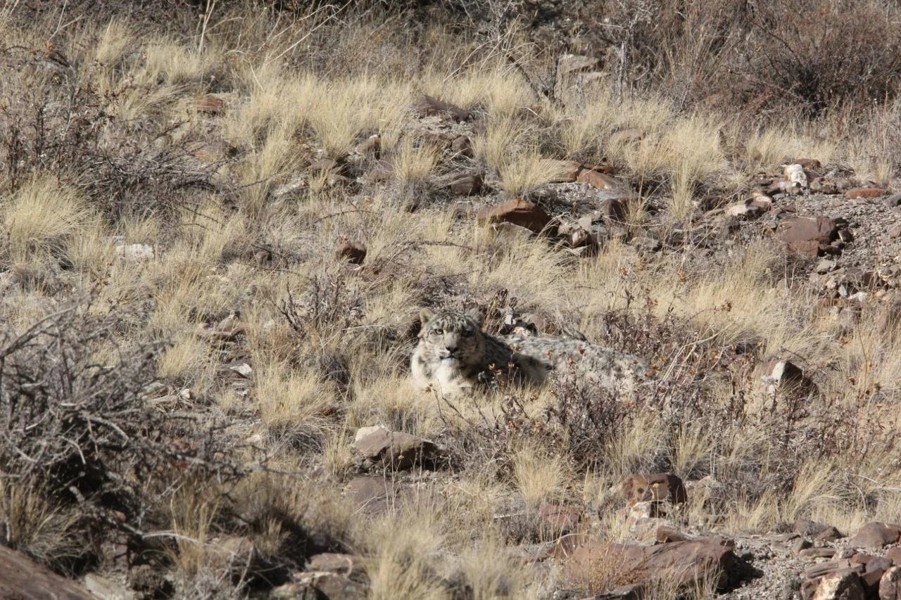 Snow leopard resting among dry grass and rocks on a sunlit hillside, looking directly toward the camera in the Tien Shan