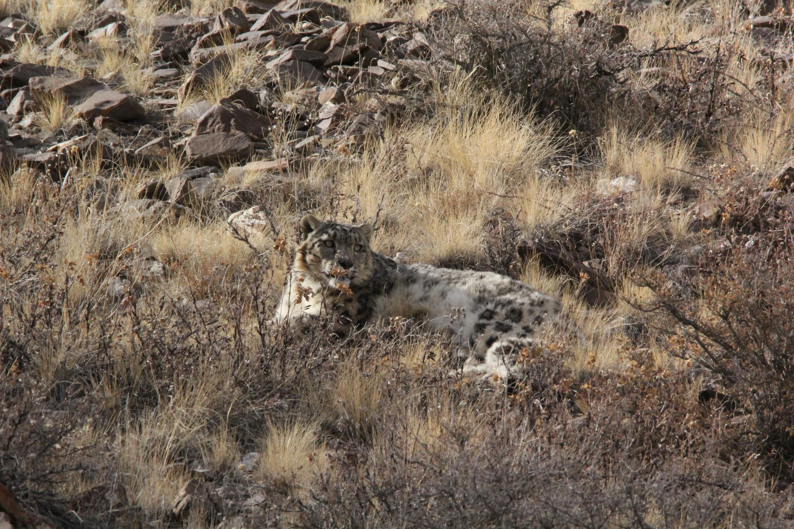Snow leopard resting on a sunny rocky hillside, its spotted coat visible among dry shrubs as it looks toward the camera