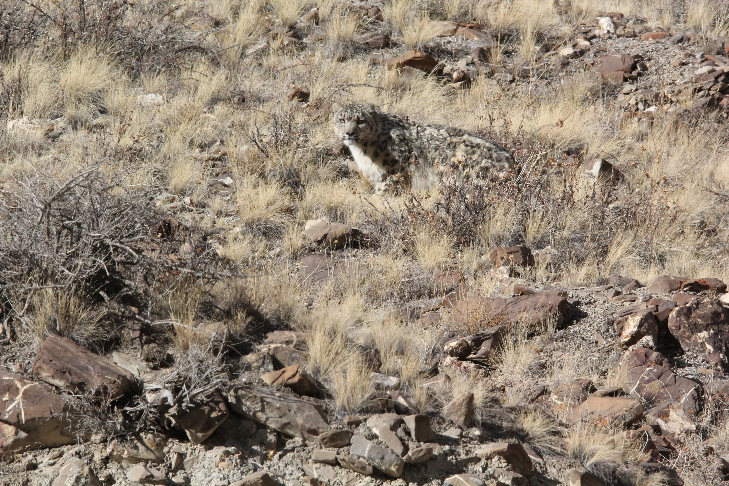 Snow leopard standing alert among dry scrub and boulders on a rocky mountain slope in Kyrgyzstan