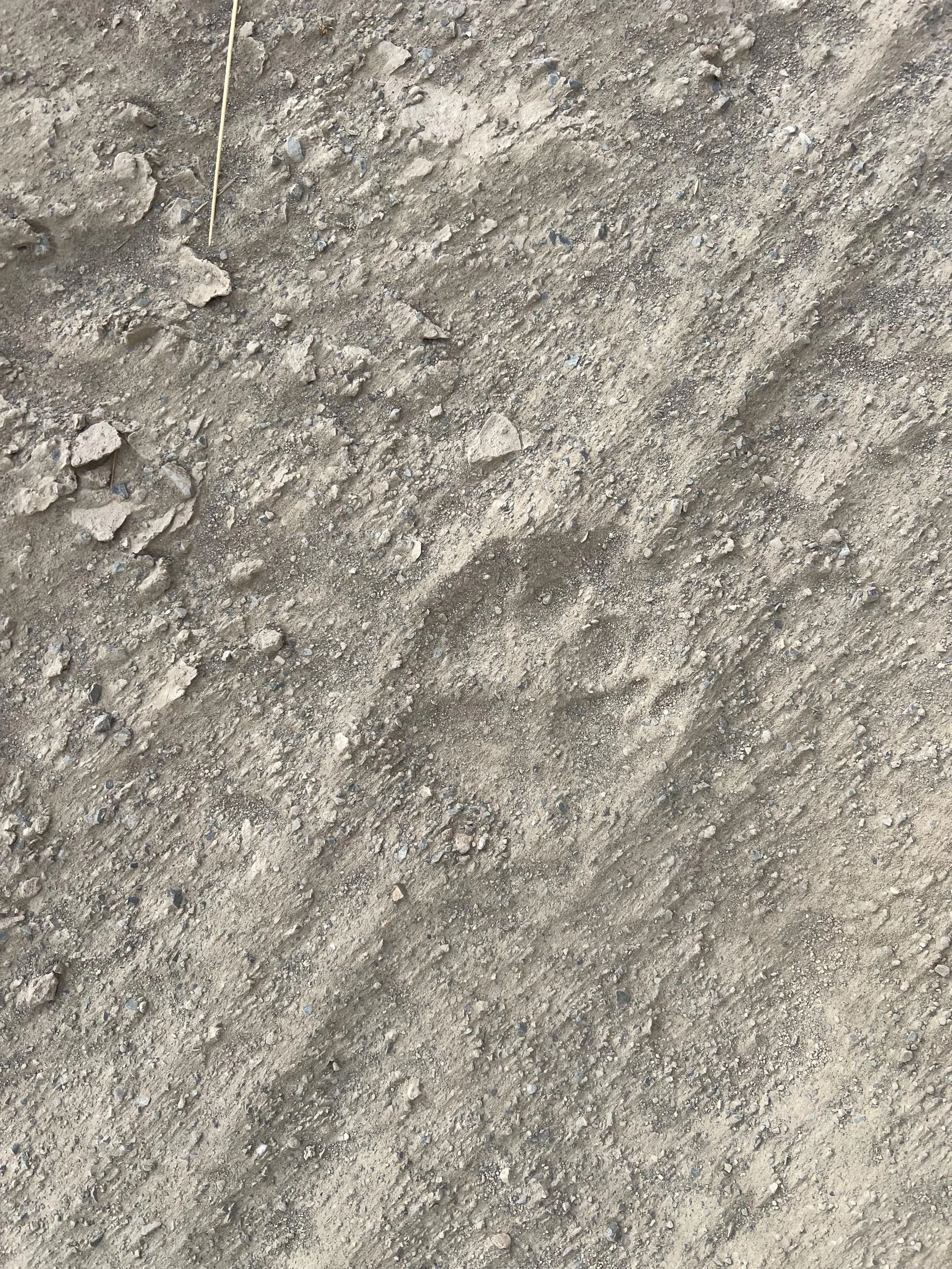 Close-up of a large snow leopard paw print pressed into soft grey soil in Kyrgyzstan's Tien Shan wilderness