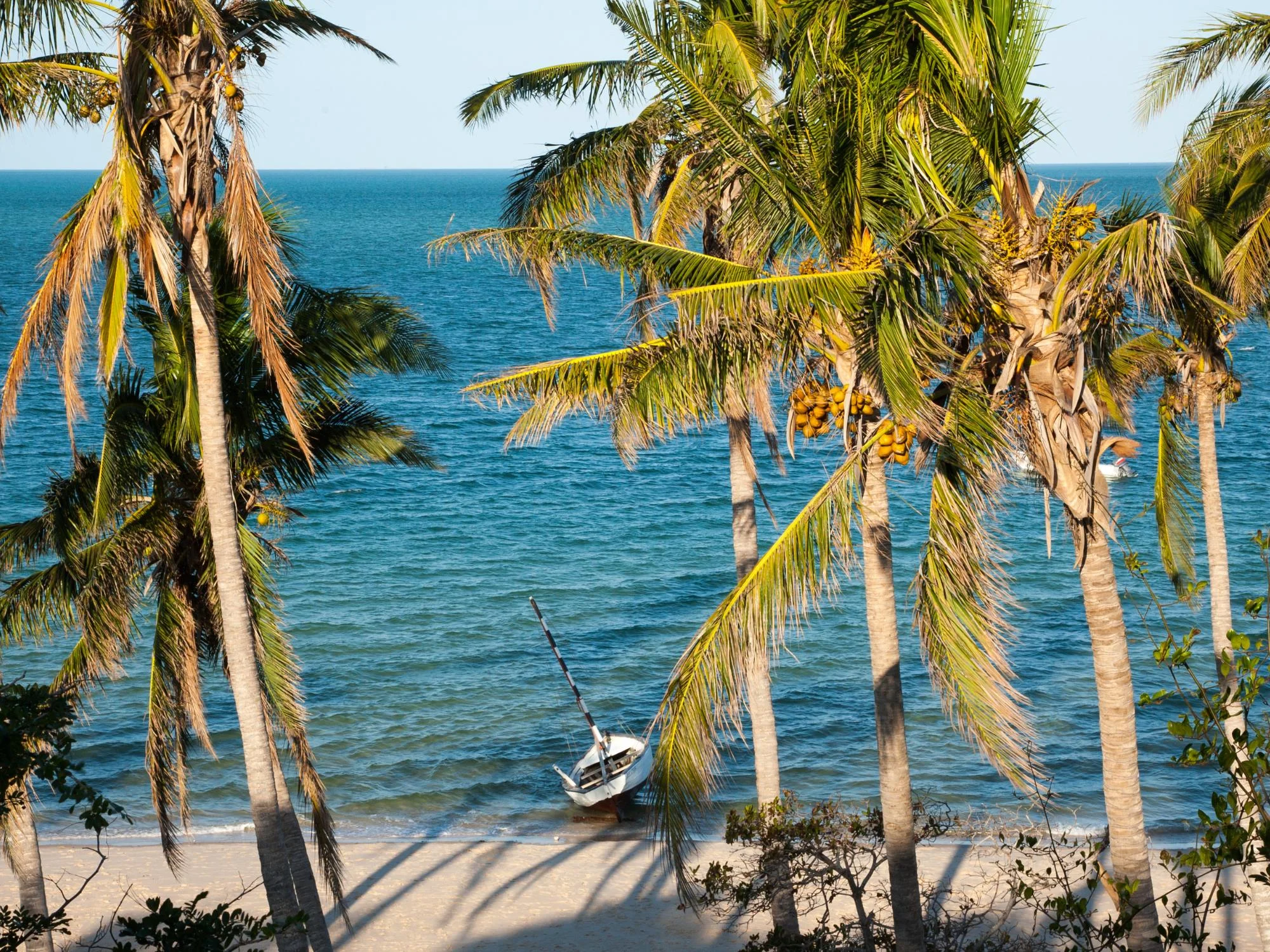 Coconut palms framing a traditional dhow beached at the edge of a calm blue sea, Mozambique coast