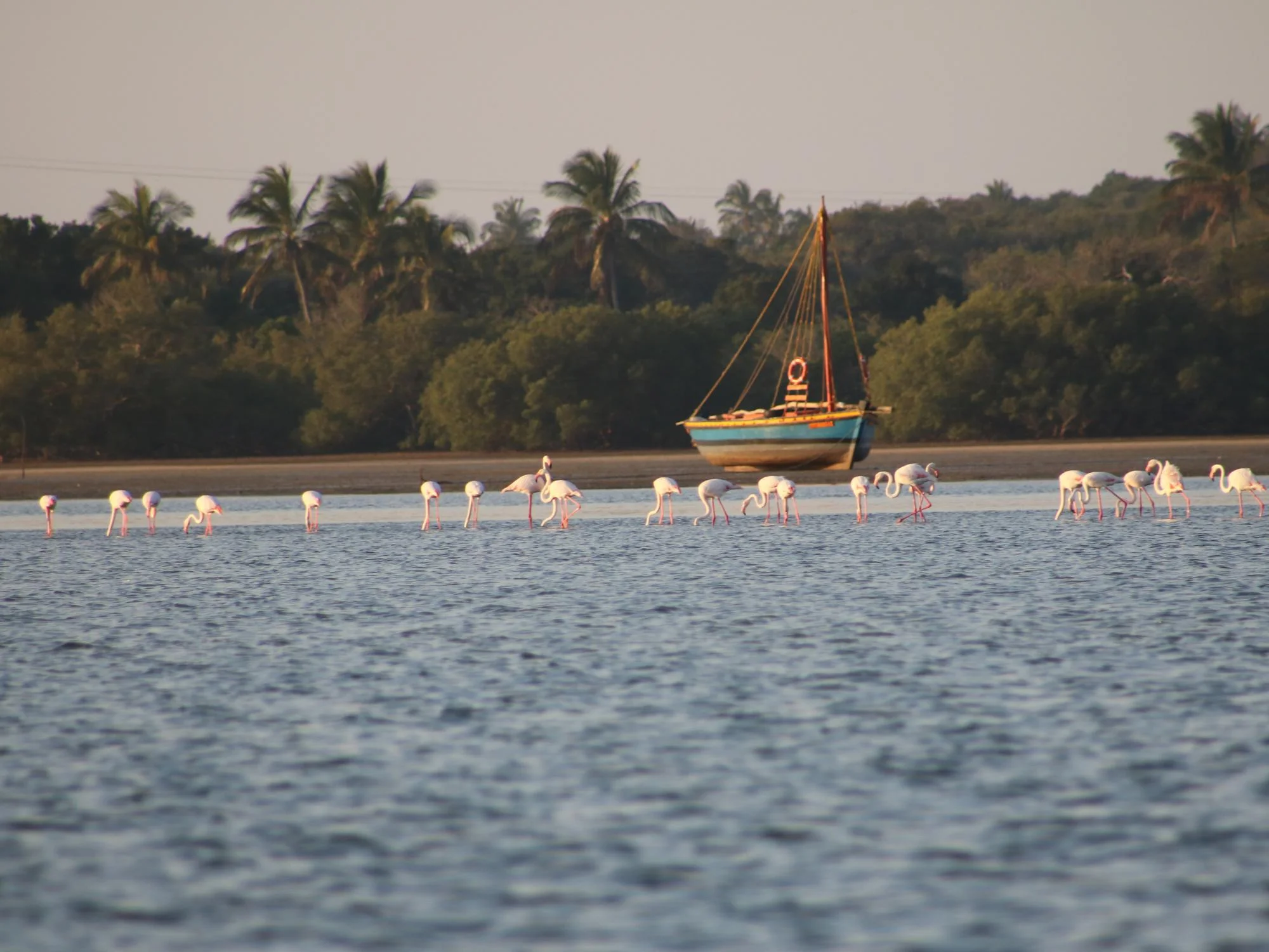 Flock of flamingos wading in shallow coastal waters beside a blue dhow anchored near a palm-fringed shore