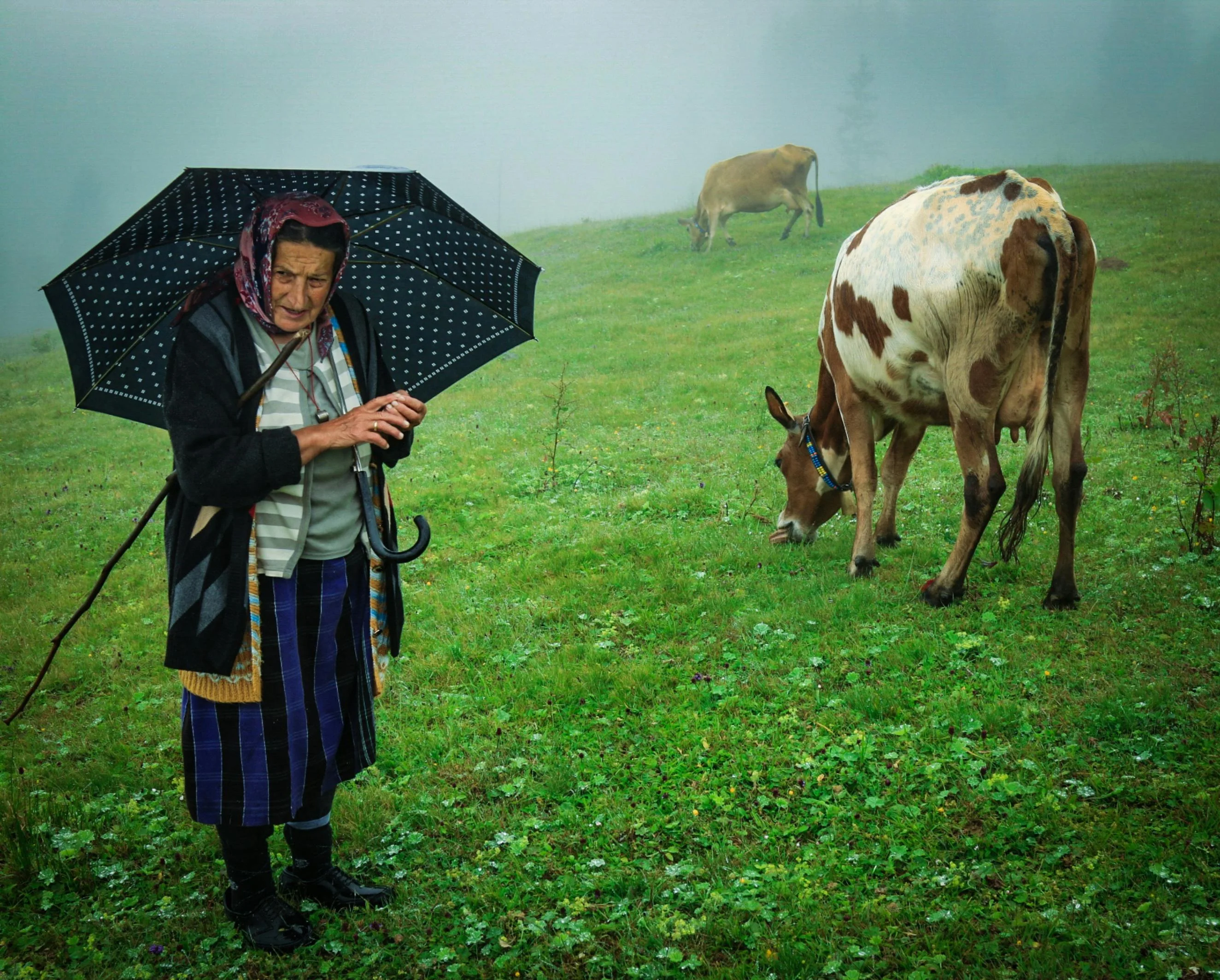 Elderly Black Sea Turkish woman in traditional dress and headscarf, with a brown-and-white cow in a misty meadow