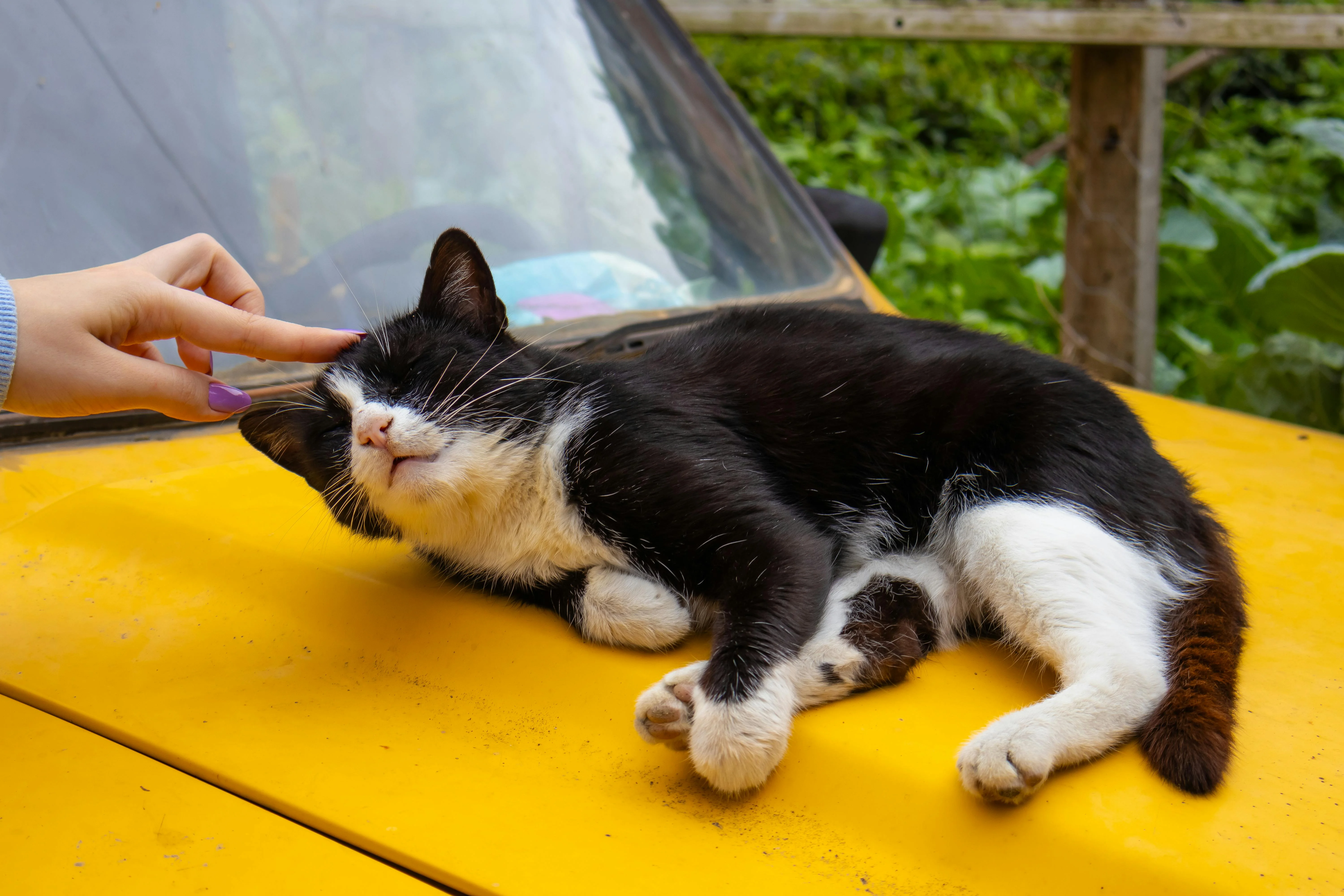 Black-and-white street cat lounging on a yellow car as a hand reaches to pet it — a classic Istanbul scene