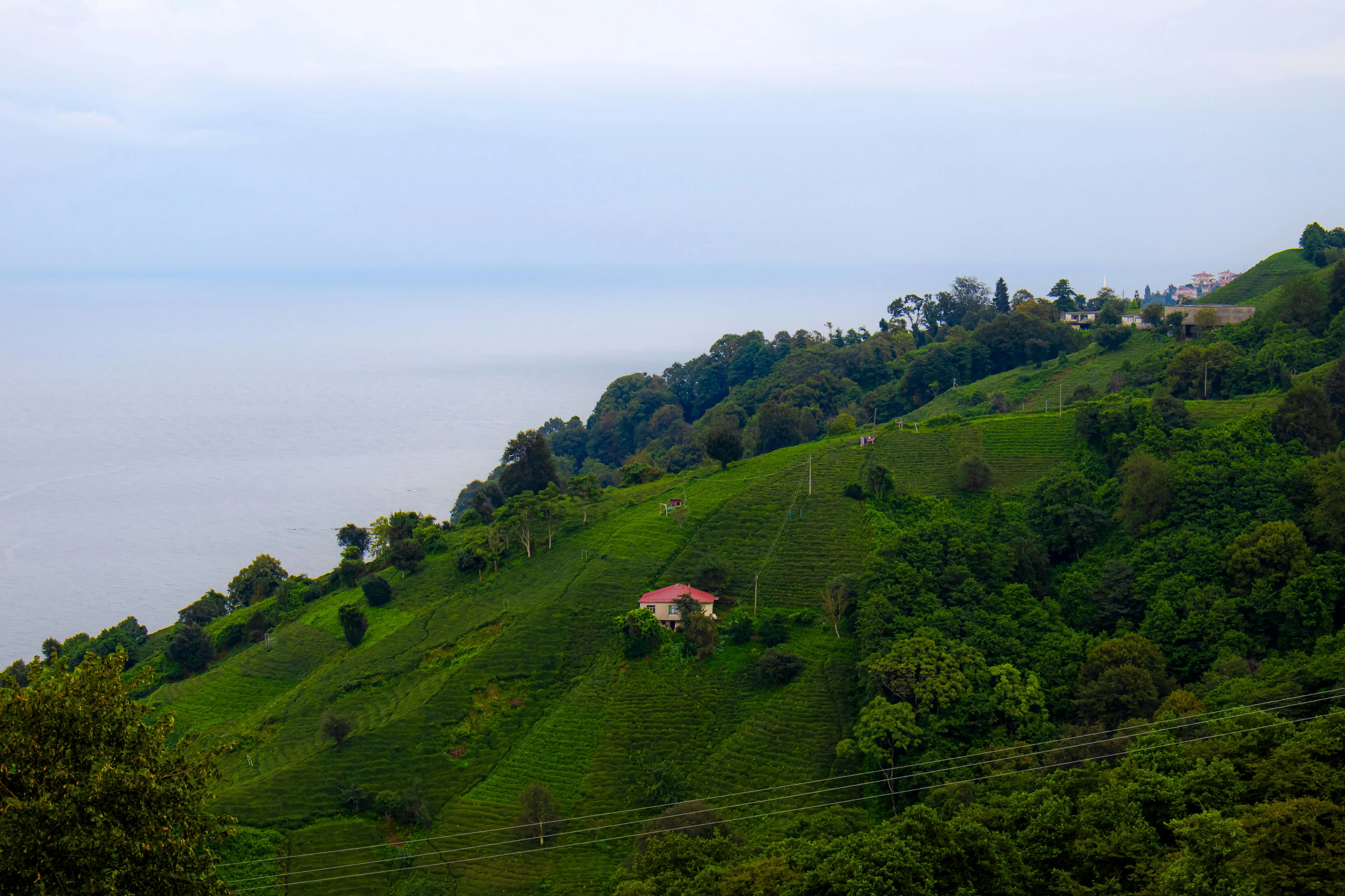 Tea plantations terraced on green hillsides above the Black Sea, in Turkey's Rize region