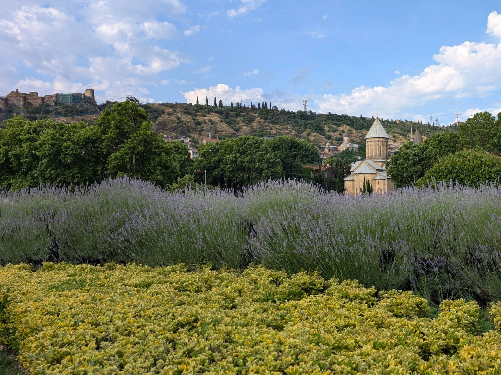 Lavender field in bloom with a Caucasus hilltop town and fortress visible across the valley