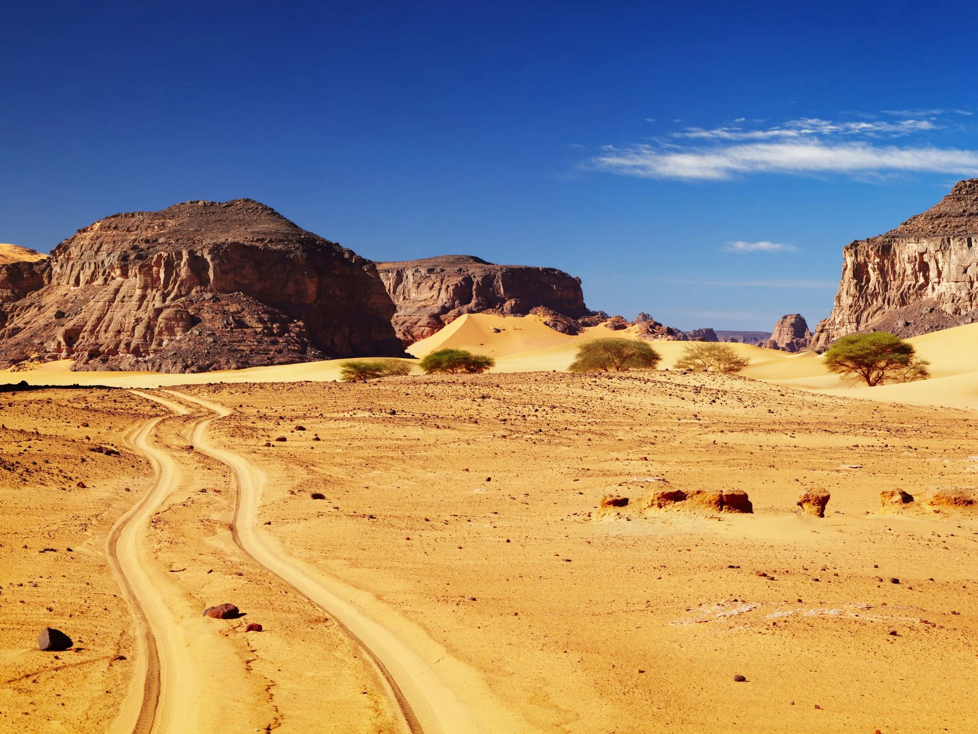 Sandy desert track winding through rocky outcrops and scattered acacia trees in the Algerian Sahara