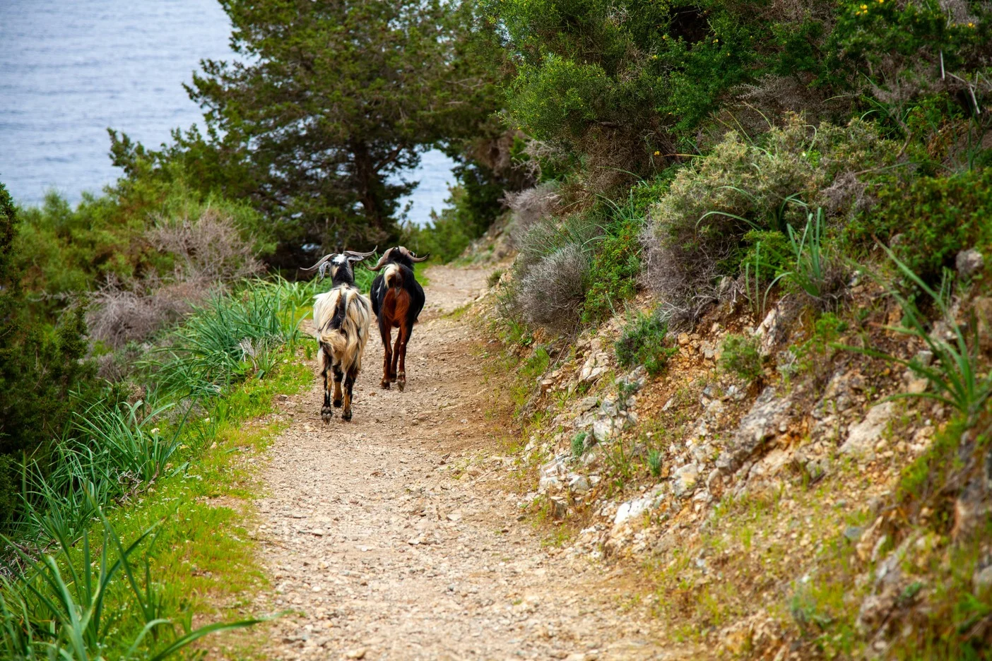 Two horned goats walking a rocky coastal trail through Mediterranean shrubland in the Akamas Peninsula, Cyprus