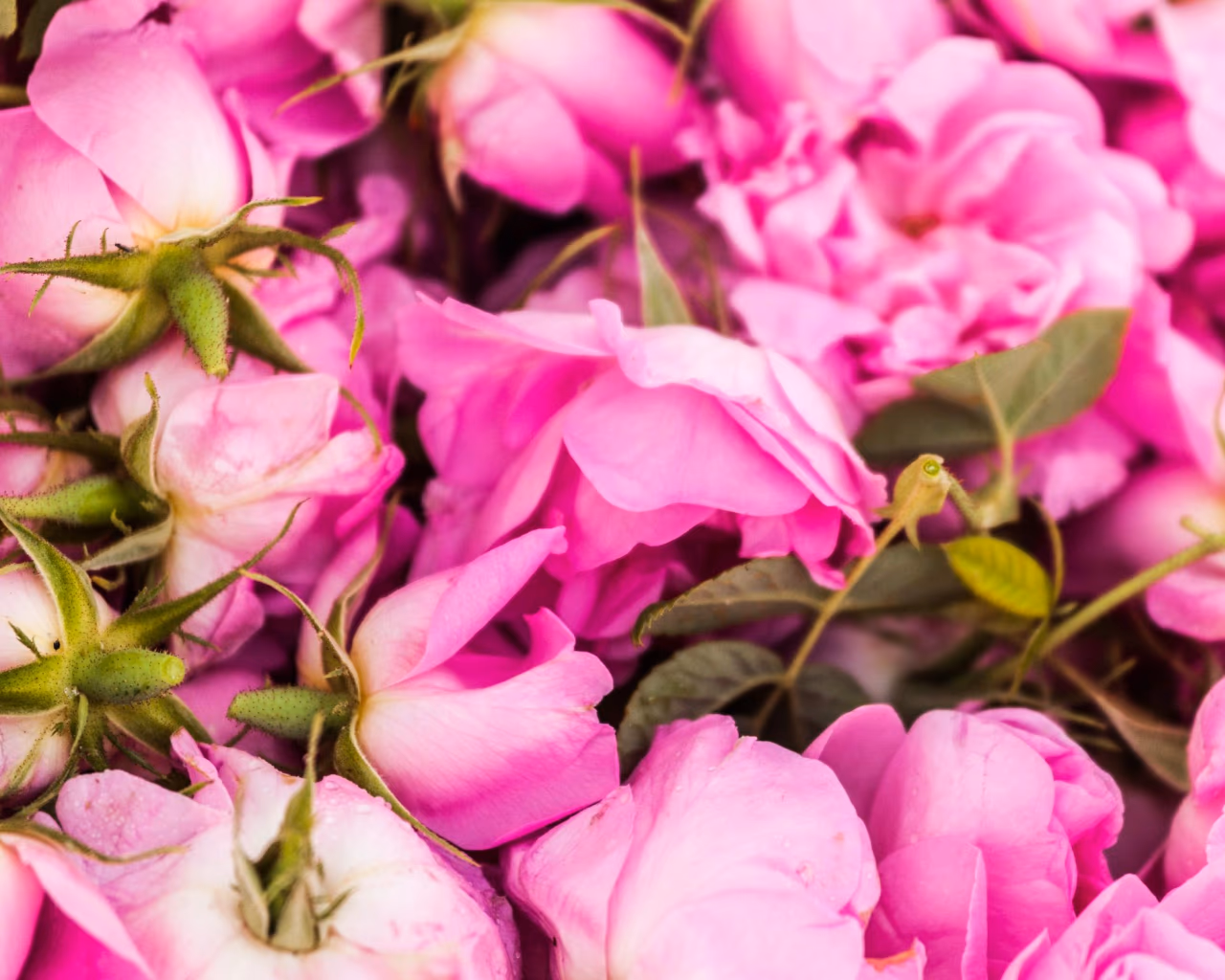 Fresh pink Damask roses harvested in Bulgaria’s famous Rose Valley for rose oil.