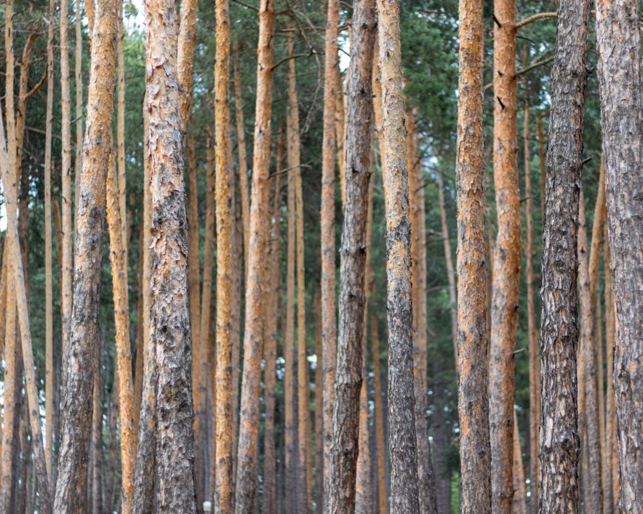 Dense forest of tall pine trees in Bulgaria, trunks close together in natural light.