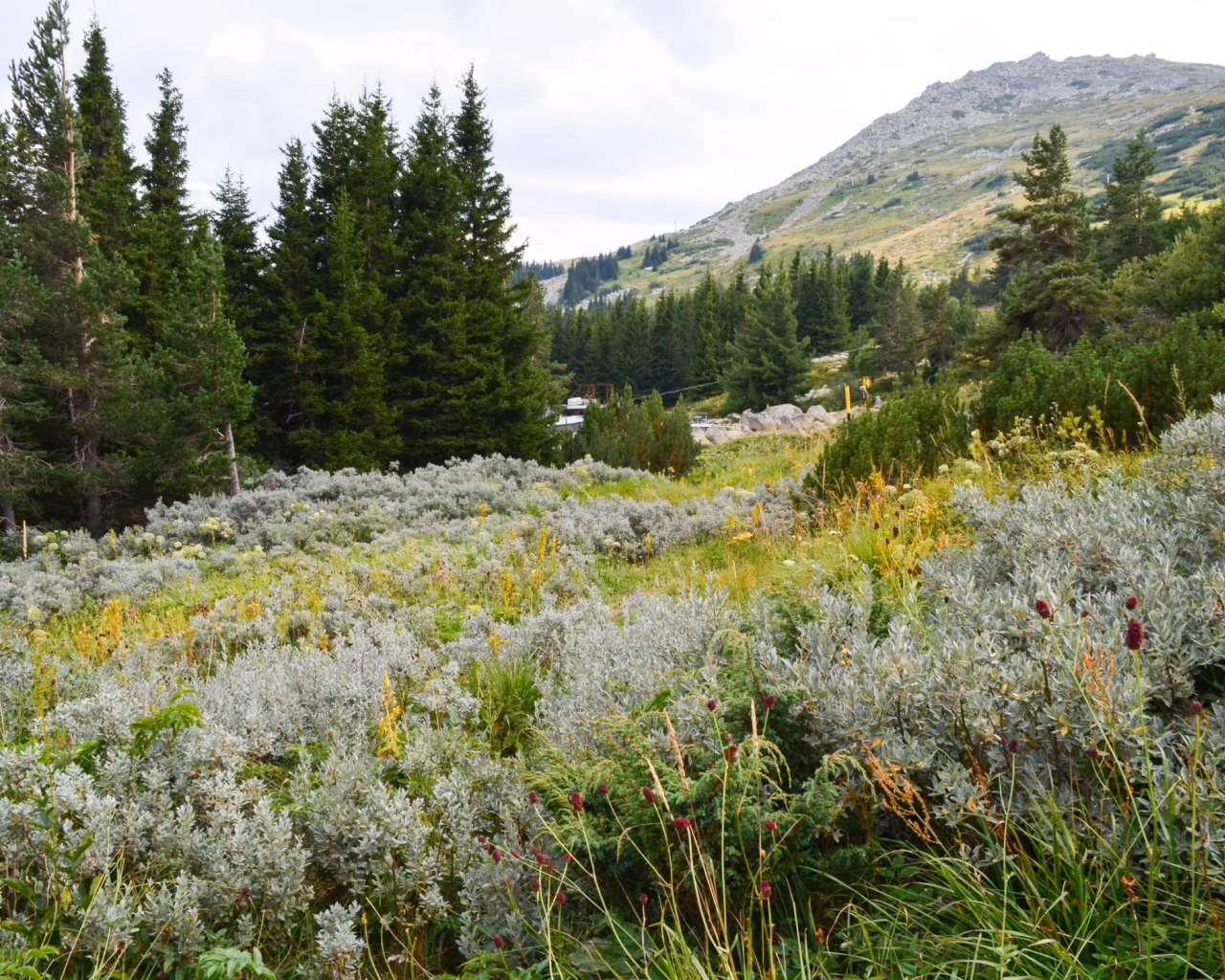 Vitosha Mountain view with lush shrubs and pine trees near Sofia, Bulgaria hiking trail.