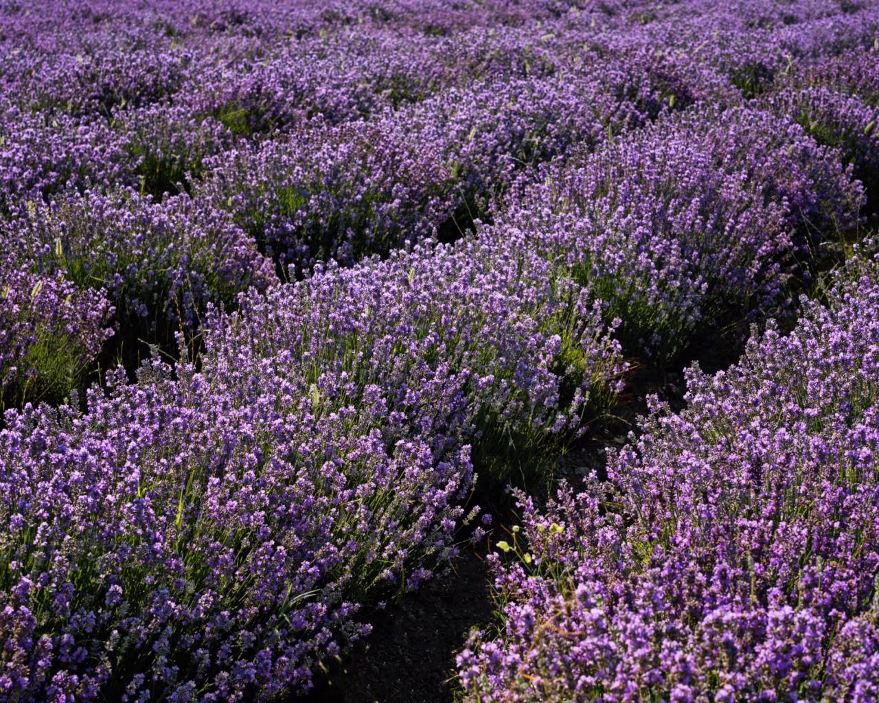 Lavender field in Bulgaria with rows of purple flowers blooming under sunlight