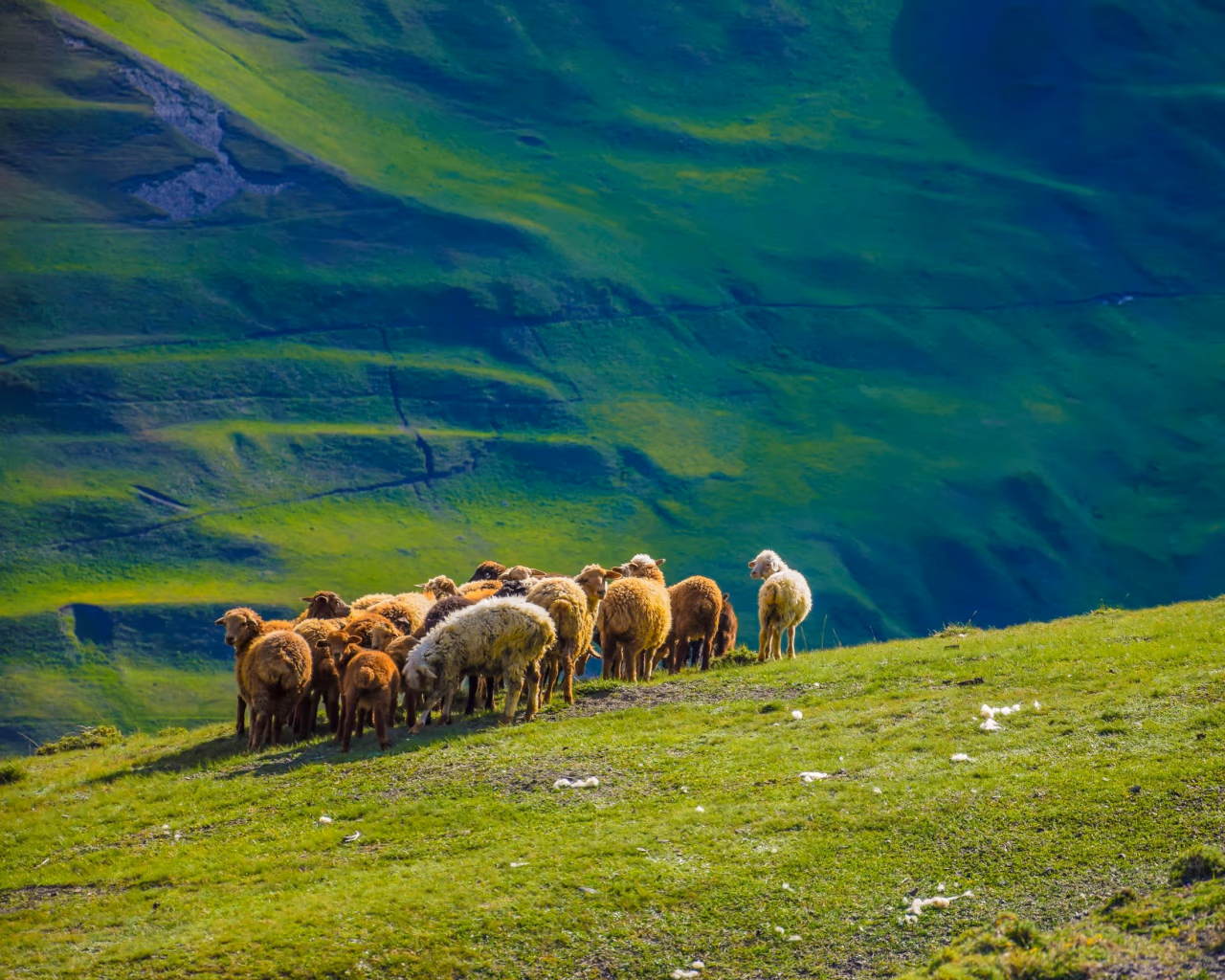 Sheep grazing on lush green slopes of the Caucasus Mountains in Azerbaijan