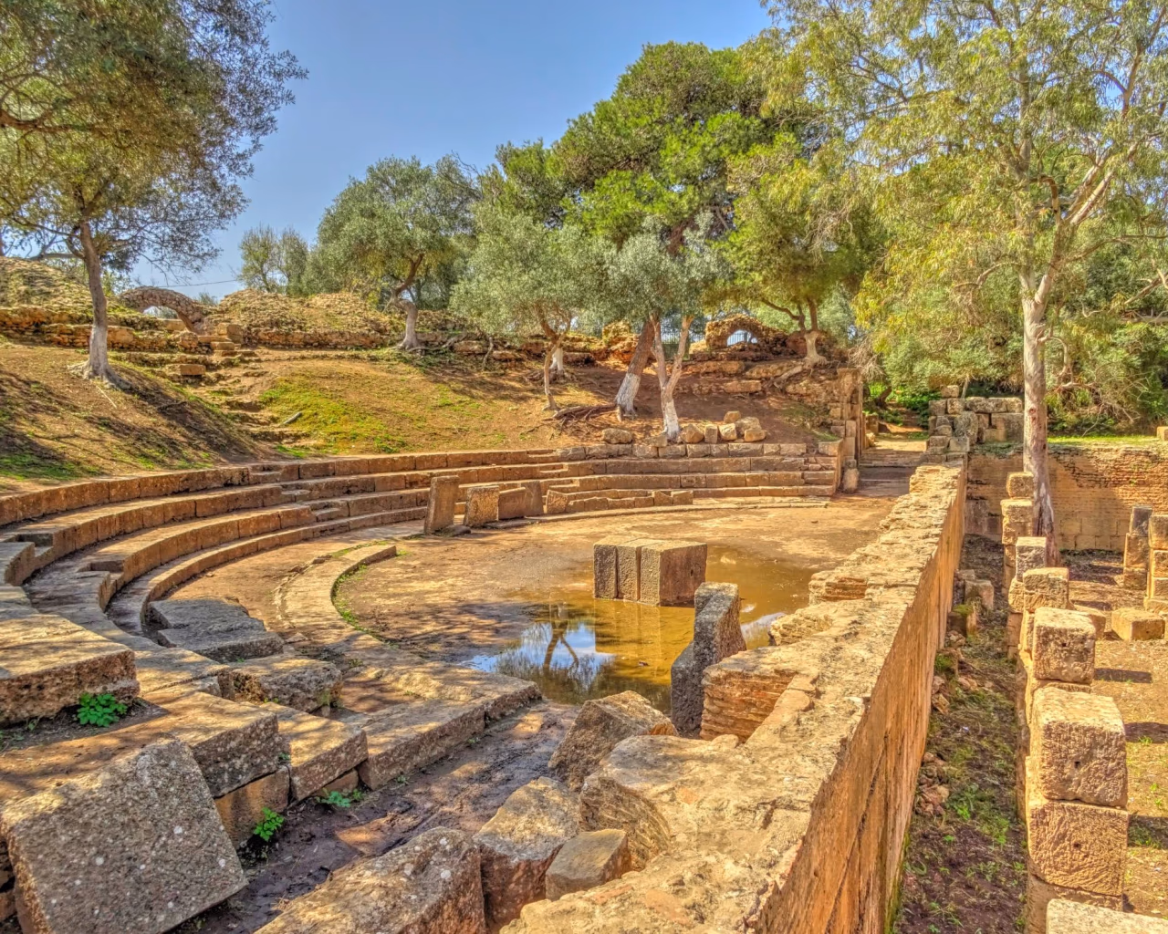 Ancient stone amphitheatre framed by olive trees at a Roman archaeological site on the Algerian coast