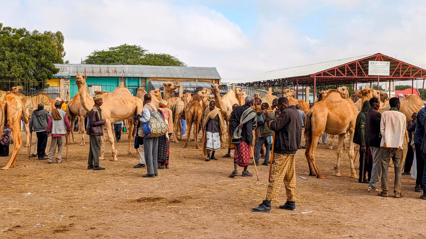 Camel herders and traders crowd a bustling market filled with camels in Somaliland.