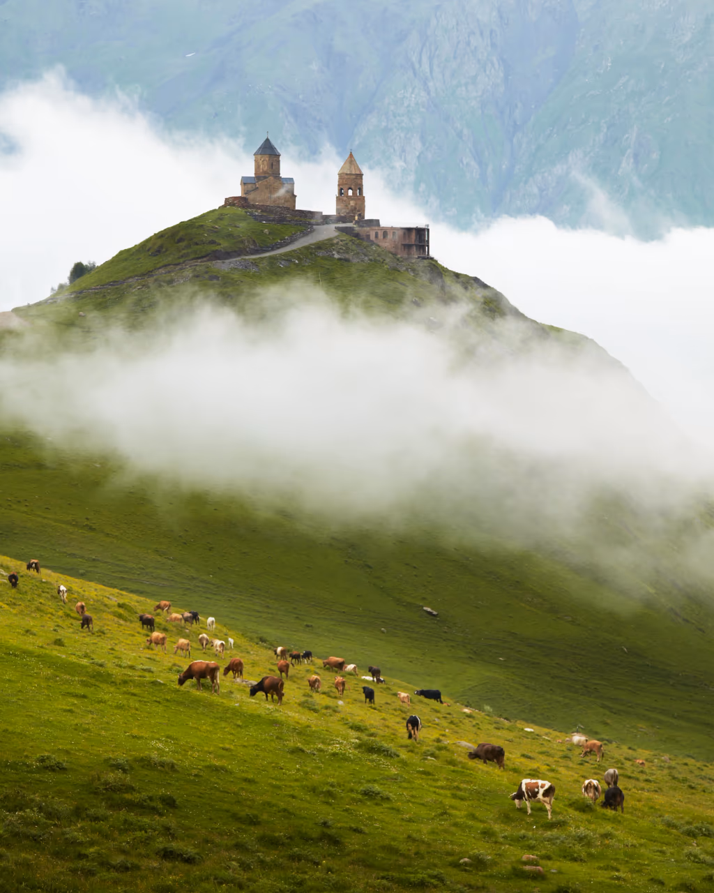 Gergeti Church & cows – Gergeti Trinity Church overlooking green pastures dotted with grazing cows under misty clouds in the Caucasus.