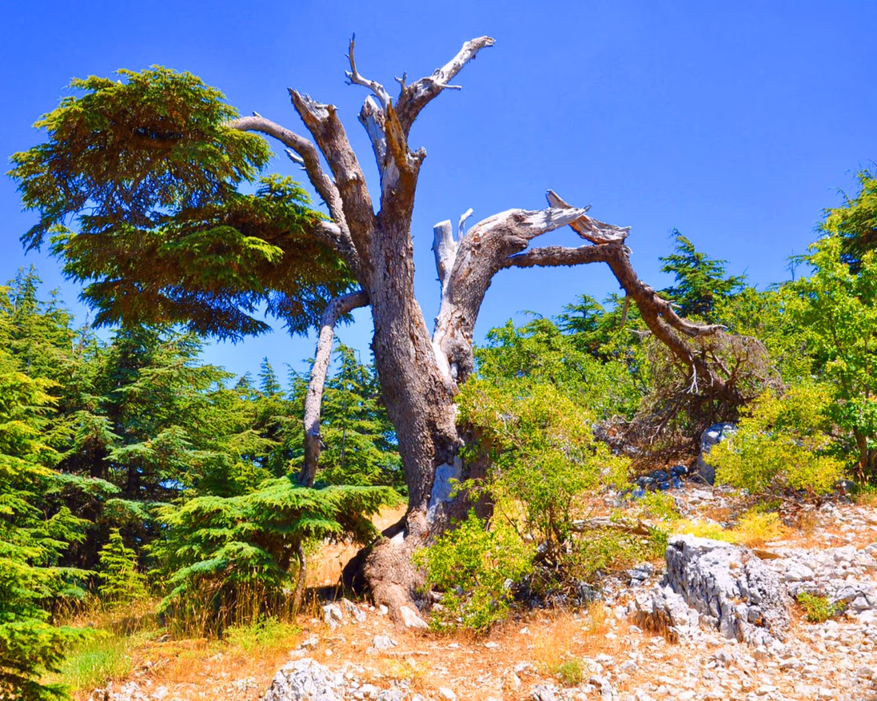A weathered cedar tree standing tall among lush green trees in Lebanon’s cedar forests.