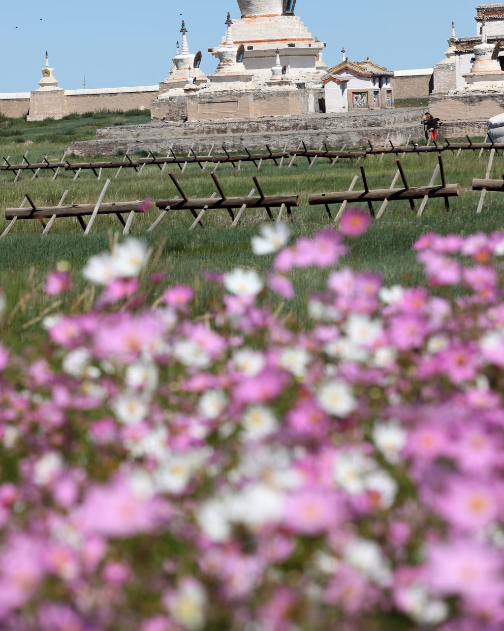 Erdene Zuu Monastery Mongolia with white stupas, pink wildflowers and blue sky in summer.