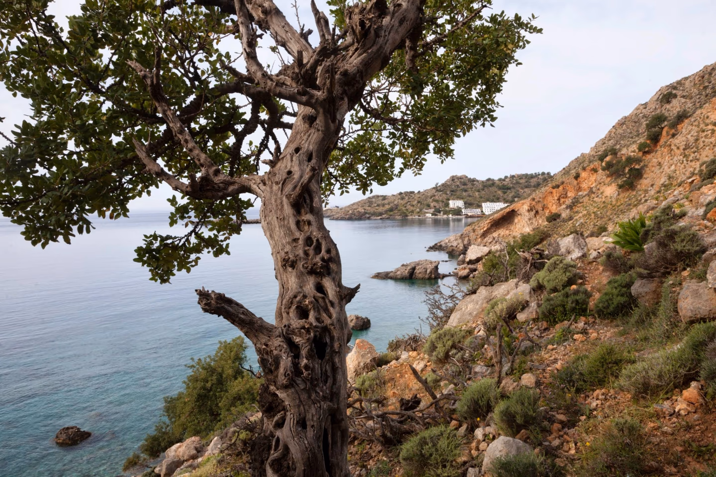 Twisted wild carob tree frames calm waters and rocky coast near Chora Sfakion in Crete.