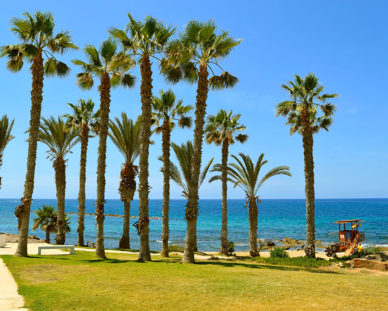 Palm trees and grassy coast by the sea in sunny Paphos, Cyprus.