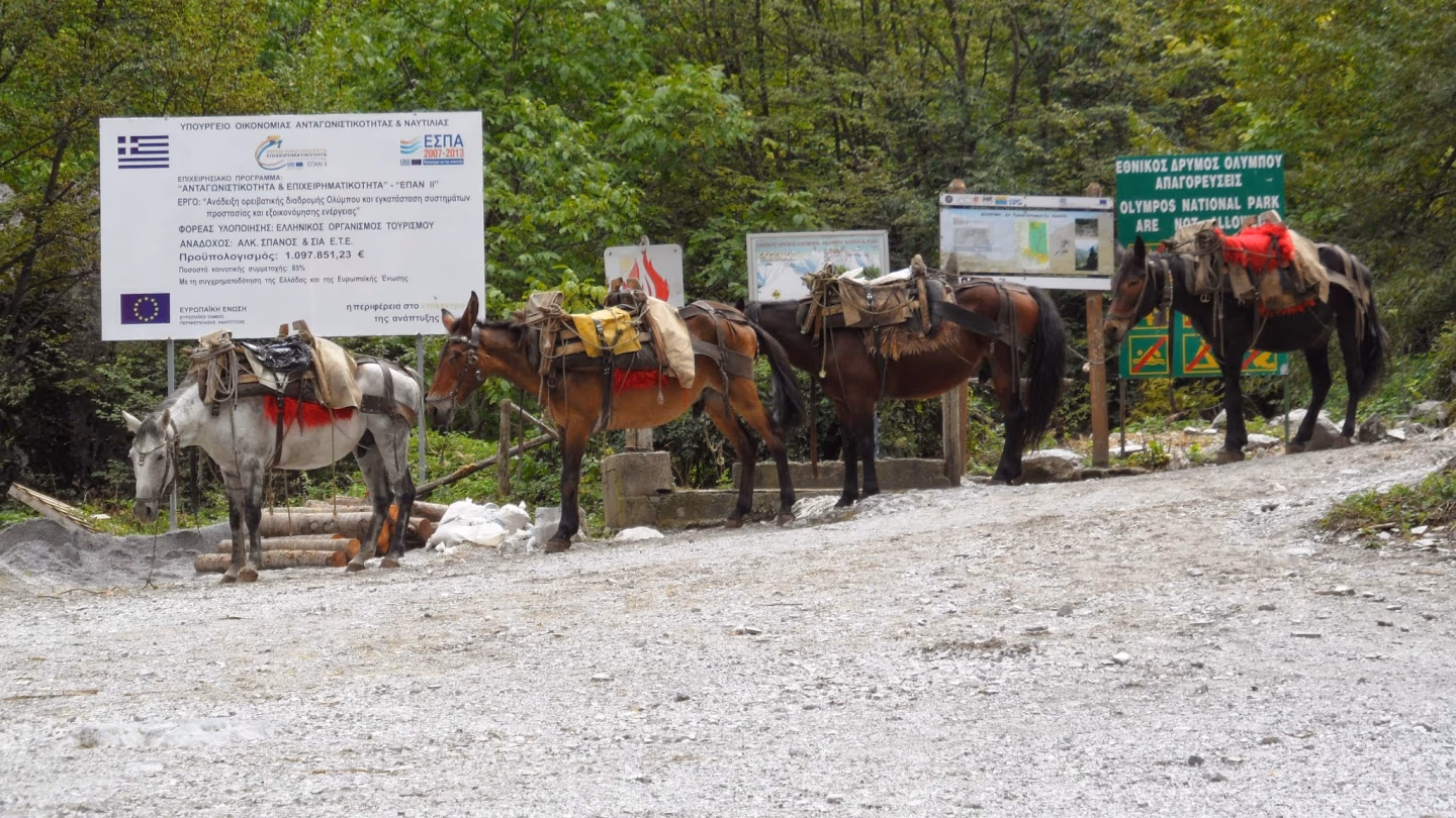 Pack horses loaded with supplies at the entrance of Mount Olympus National Park, Greece, ready for mountain trekking routes.