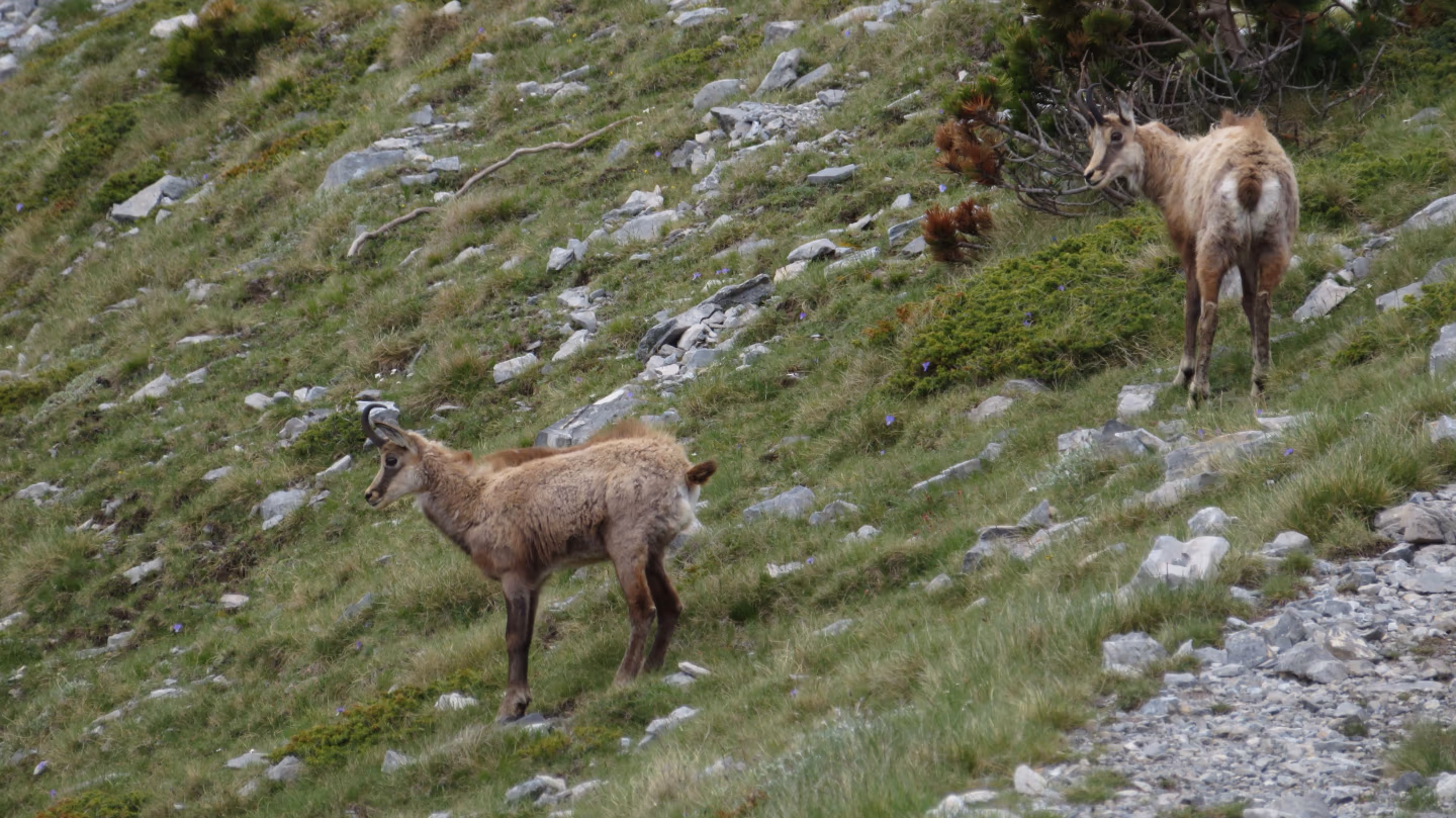 Two wild chamois grazing on rocky slopes near the Muzen Plateau on Mount Olympus, Greece, during a summer hike.