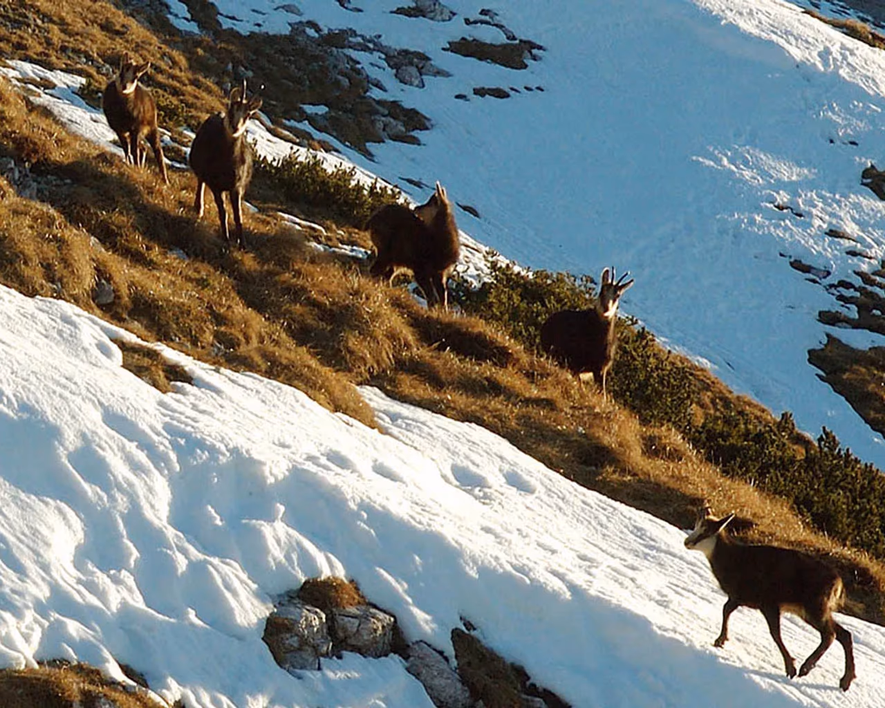 A group of chamois navigating a snowy slope in the Julian Alps, Slovenia, with patches of golden grass and snow-covered terrain.