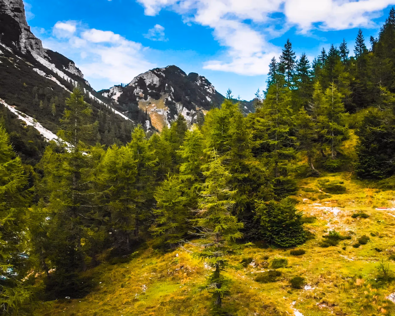 A lush green alpine meadow in Triglav National Park, Slovenia, with a dense forest of conifer trees leading up to rocky mountain peaks under a bright blue sky.
