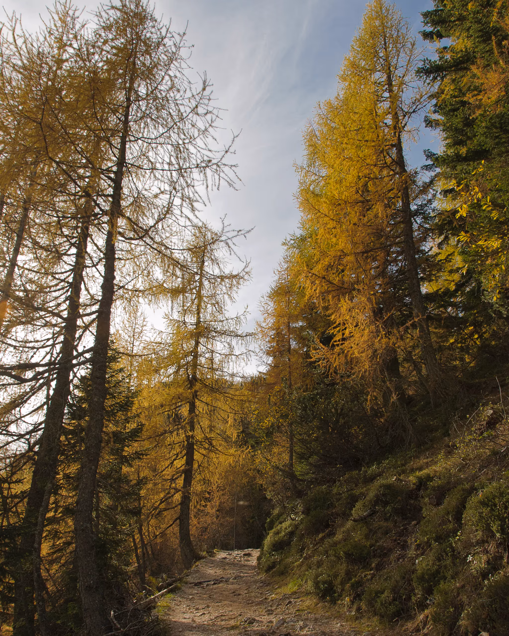 Quiet forest clearing with small pond and panoramic views in the Julian Alps, Slovenia – scenic stop on a walking tour.