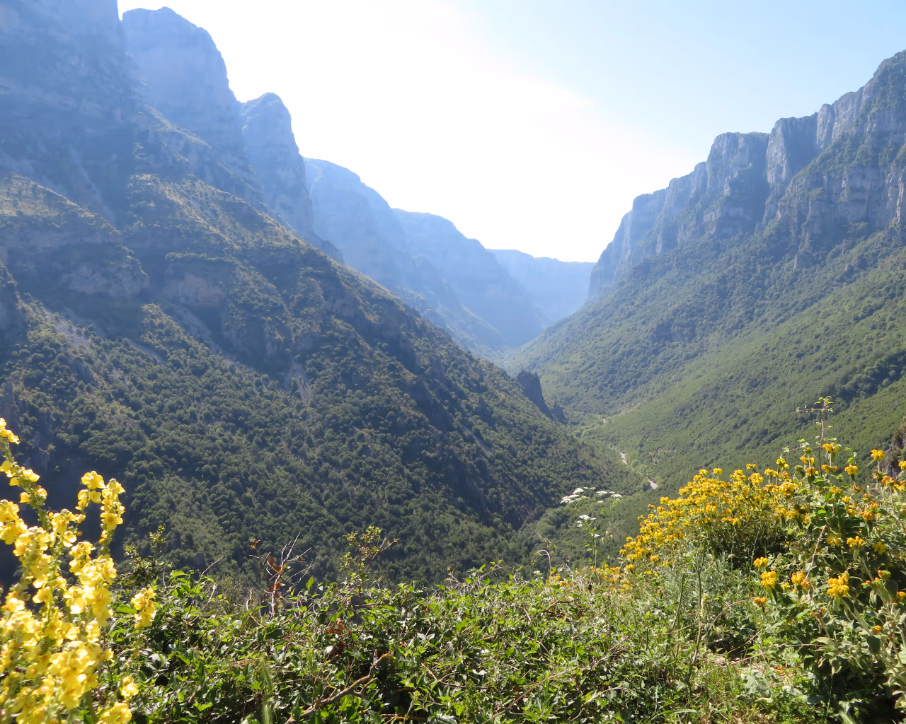 Vikos Gorge in Epirus, Greece, with green slopes, steep cliffs, and wildflowers under clear blue skies.