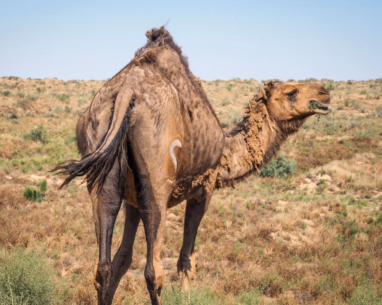 Camel standing in the Karakum Desert, Turkmenistan, with dry grass and sand dunes.