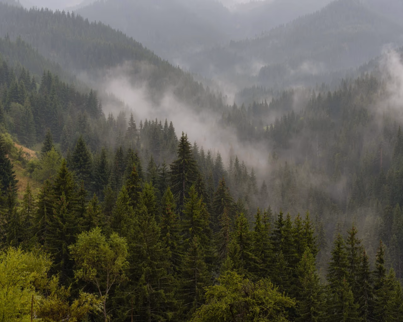 Fog rolling through dense pine forests in the Rhodope Mountains, Bulgaria, after a fresh rain.