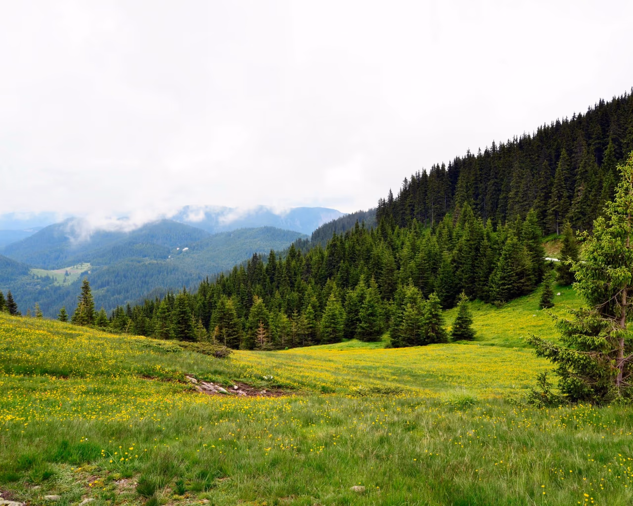 Rolling green meadows and pine forests in the Rhodope Mountains under cloudy skies in Bulgaria.