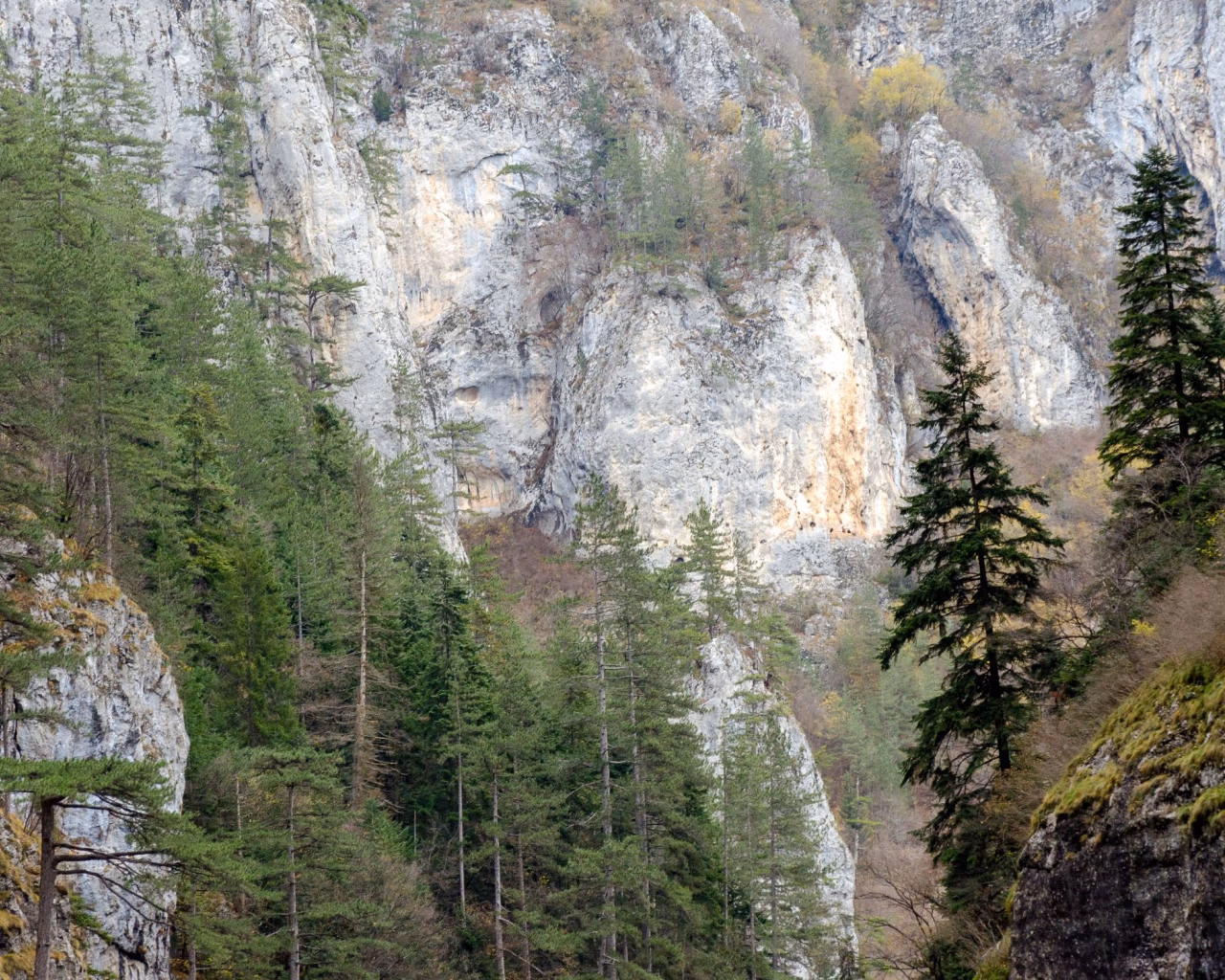 Steep rock cliffs rising above green forests in Trigrad Gorge, Rhodope Mountains, Bulgaria.