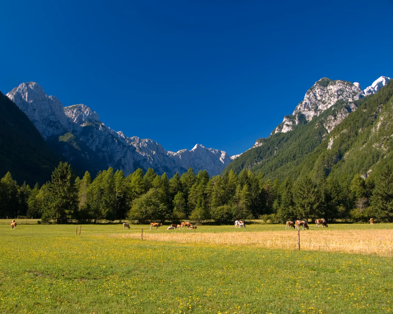Open meadow with grazing cows, framed by dense forest and towering peaks in the Slovenian Alps.