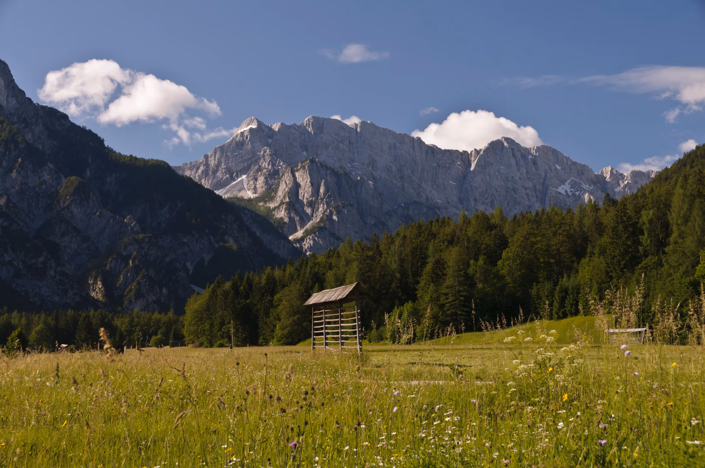 Alpine meadow with wildflowers in bloom, backed by dramatic rocky peaks and dense green forest.