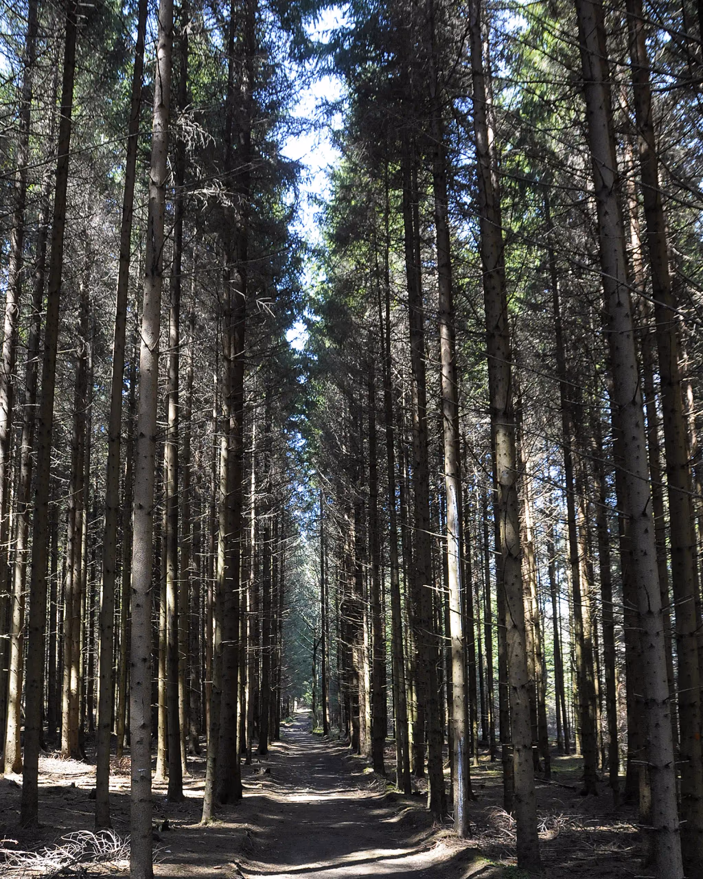 Forest path lined with tall, straight pine trees, sunlight filtering through the canopy onto the dirt trail.