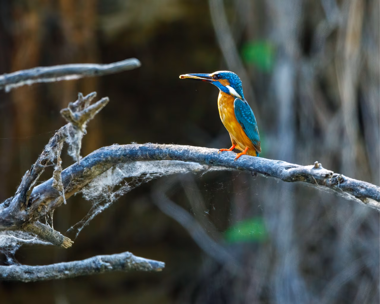 A kingfisher with bright blue and orange plumage perched on a mossy branch in the Danube Delta.
