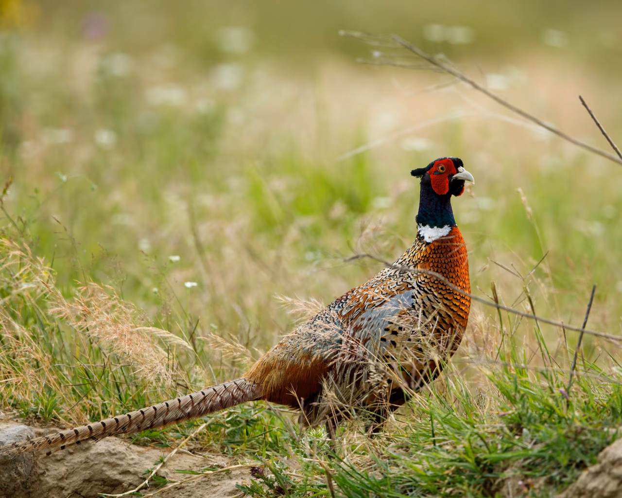 A wild pheasant with vibrant plumage standing in a grassy field in the Danube Delta, Romania.