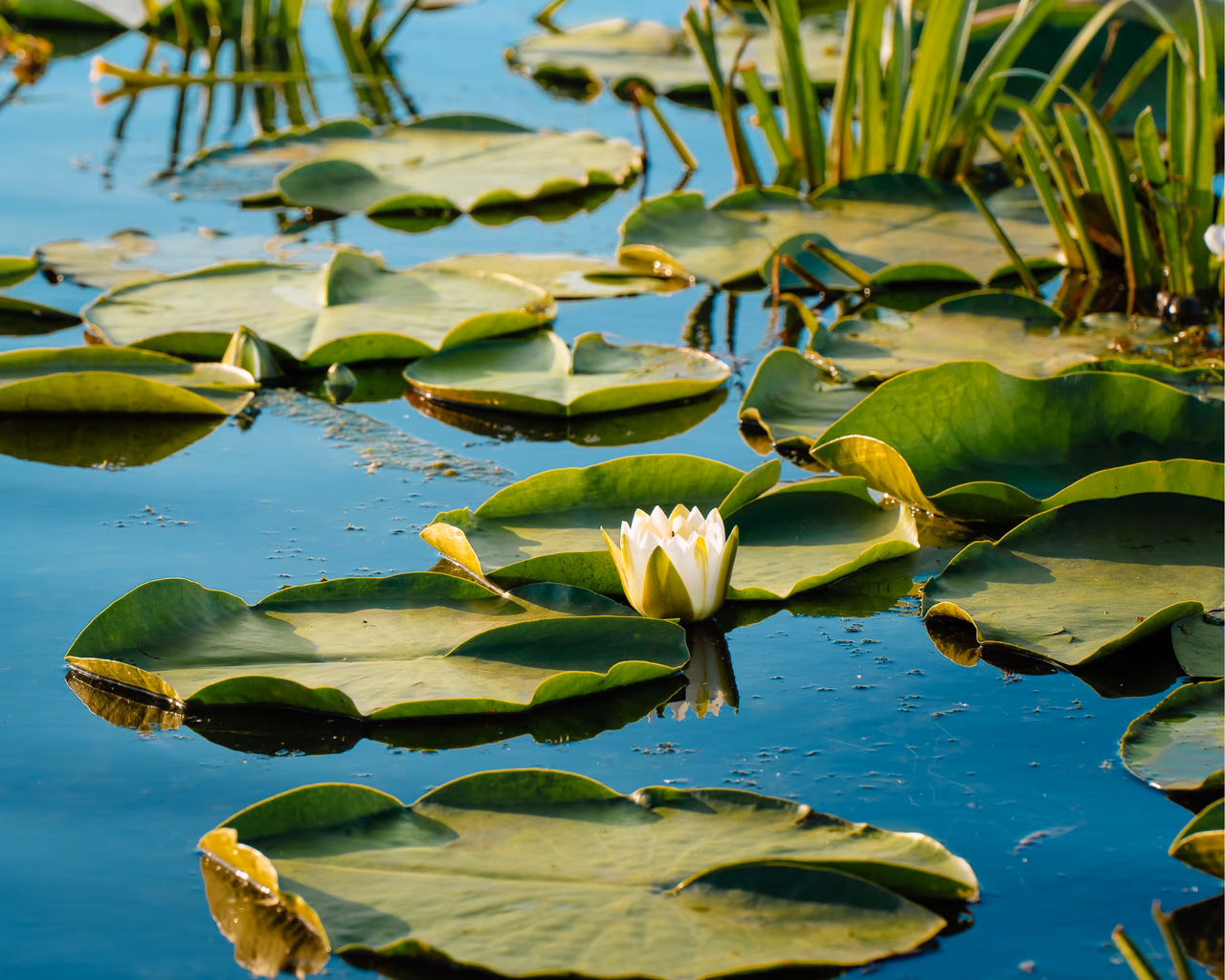 A white water lily blooming on a still pond, surrounded by large green lily pads in the Danube Delta.