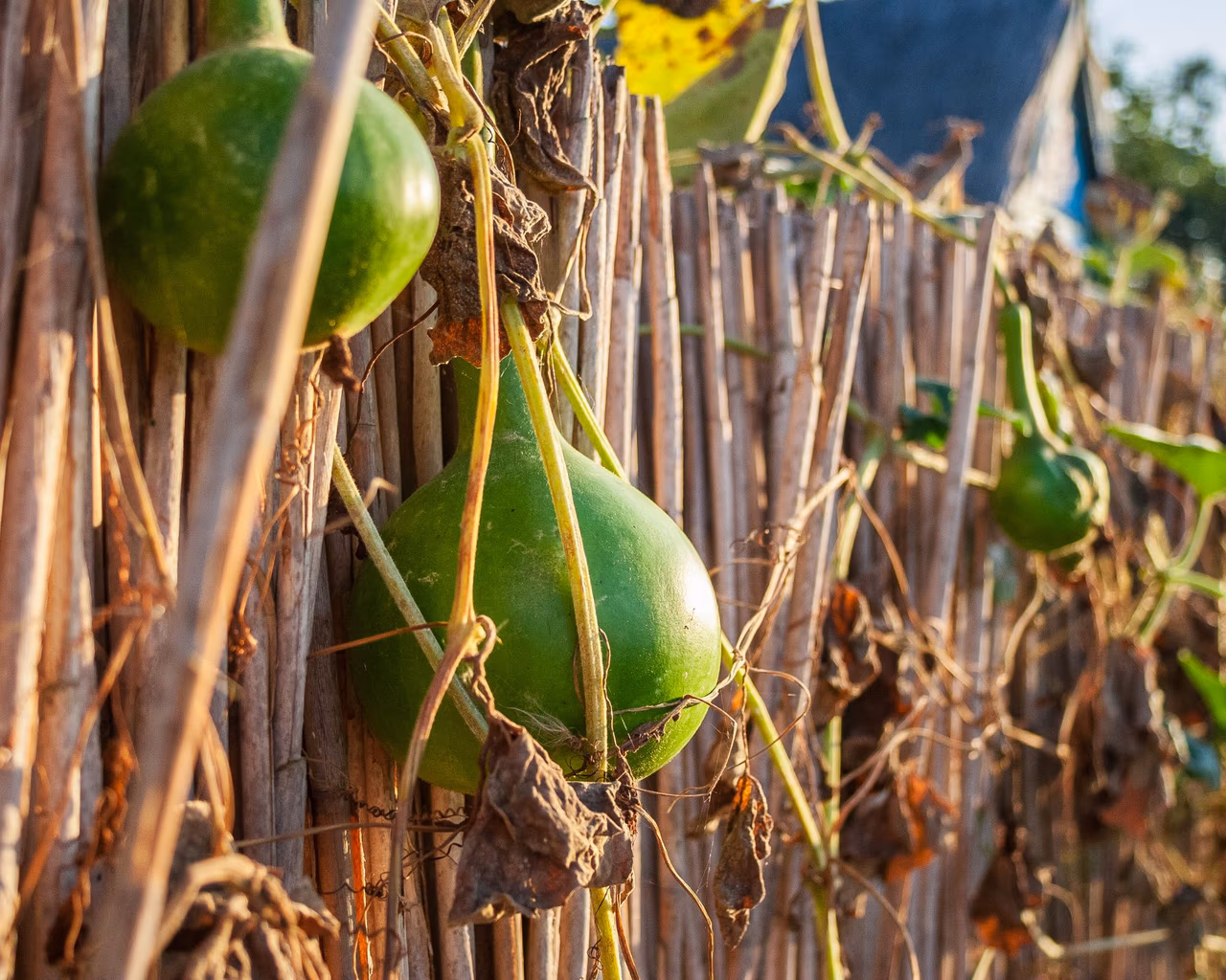 Green bottle gourds hanging on a rustic wooden fence, bathed in golden sunlight in a rural Romanian village.