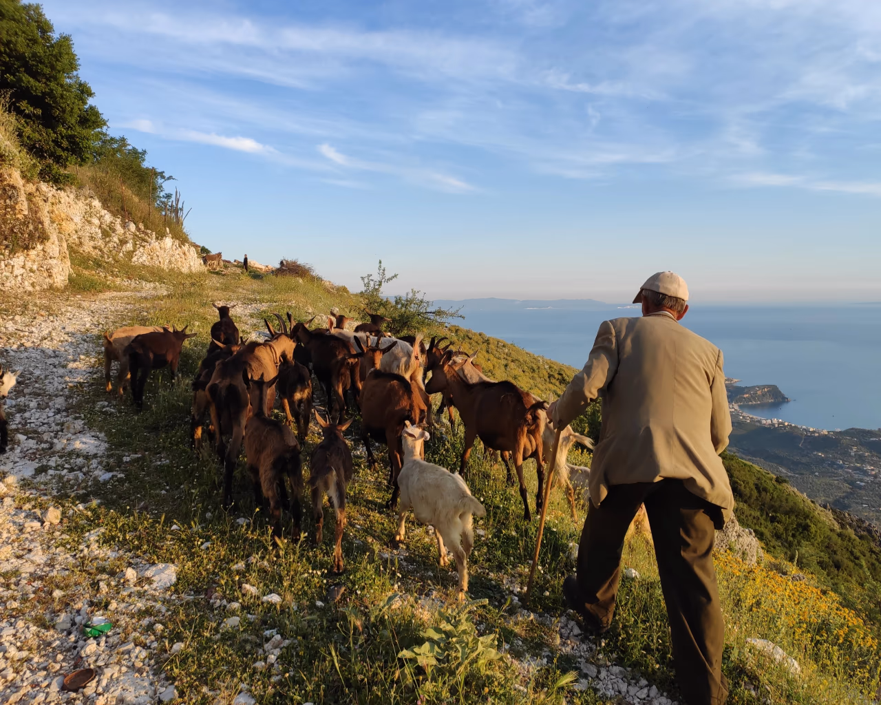 A shepherd leading a herd of goats along a rocky mountain trail overlooking the blue Ionian Sea in Albania.