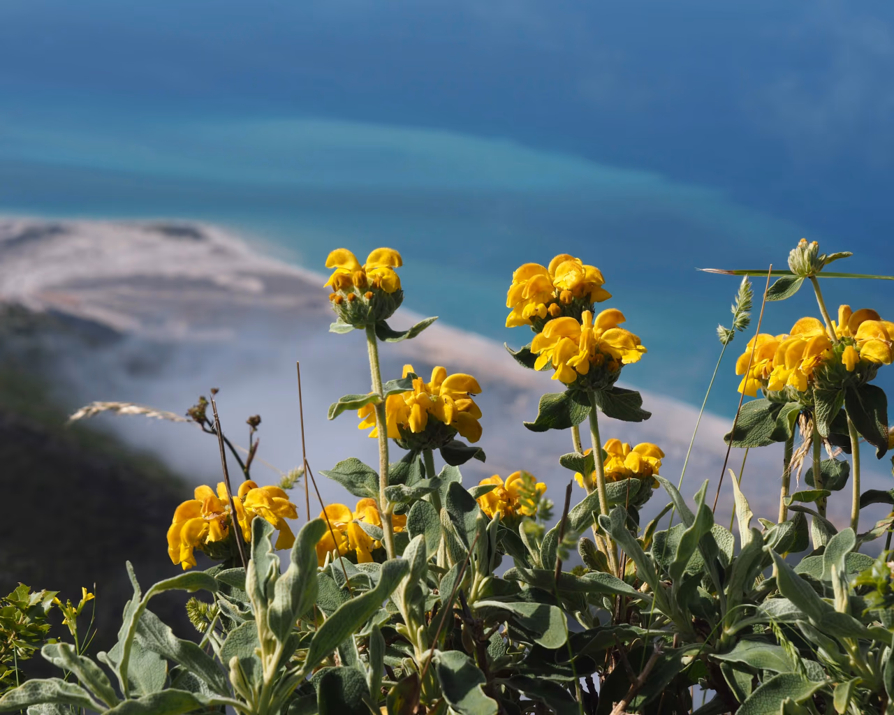 Bright yellow wildflowers overlooking a misty coastline with blue waters, capturing the beauty of Albania’s landscapes.