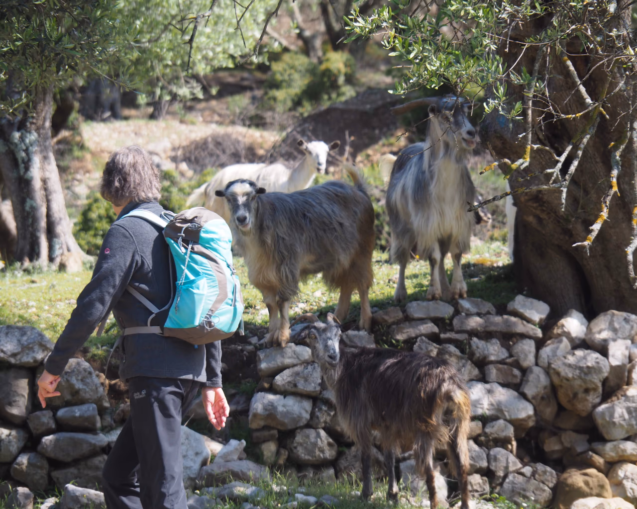 A hiker with a backpack walking past a group of long-haired goats near an ancient olive tree in Albania.