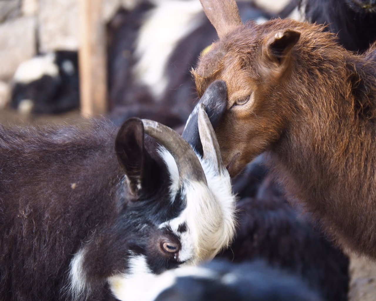 Two goats nuzzling each other in a farm setting, one with dark fur and the other light brown.