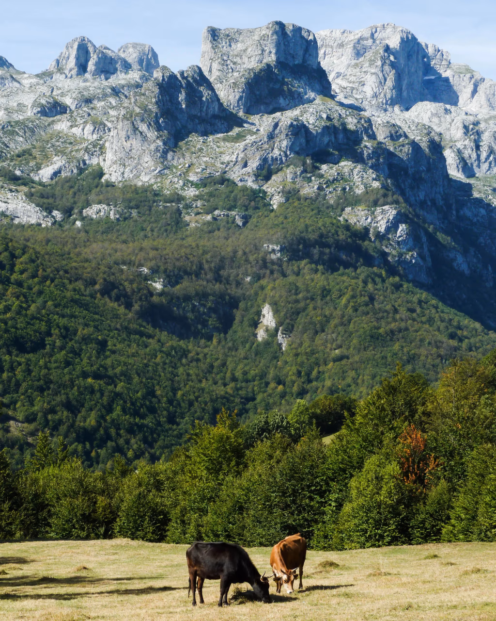 Cows grazing on a pasture with rugged limestone peaks in the background in northern Albania.