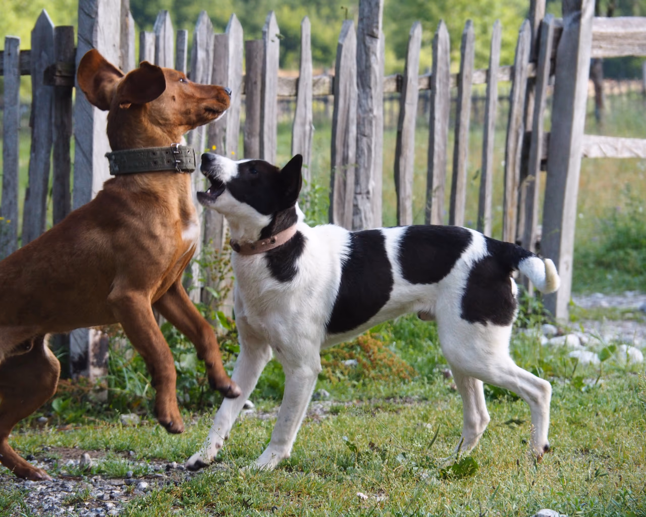 Two playful dogs engaging in a friendly tussle near a rustic wooden fence in a rural setting.