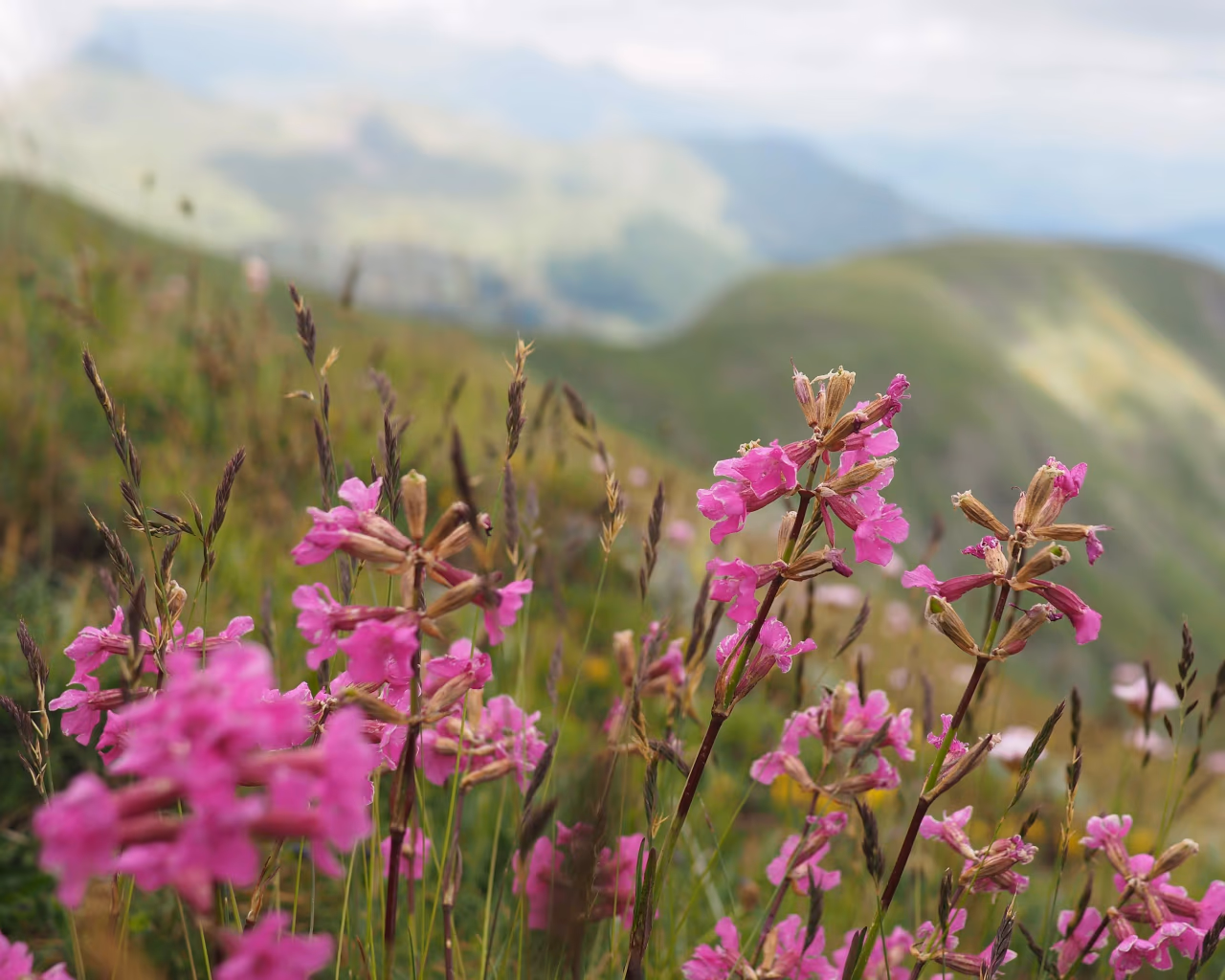 Wildflowers on ridge – Pink wildflowers bloom on a grassy ridge, misty peaks and rolling green hills stretching beyond