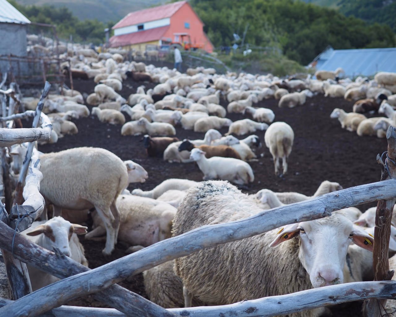 Sheep farm enclosure – A large flock of sheep gathers inside a wooden pen, with rolling green hills in the background.