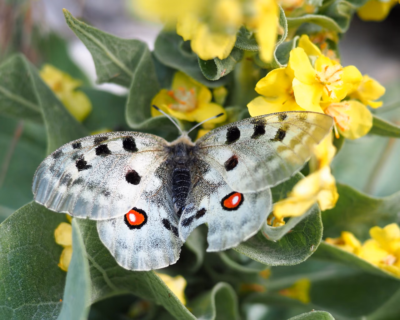 A white Apollo butterfly with red spots rests on bright yellow wildflowers in a sunny meadow.